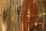 Free-Standing, Polished Petrified Wood - Madagascar #159322-2